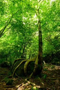 Preview wallpaper forest, trees, stone, rays