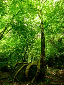 Preview wallpaper forest, trees, stone, rays
