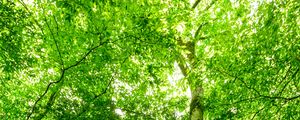 Preview wallpaper forest, trees, stone, rays