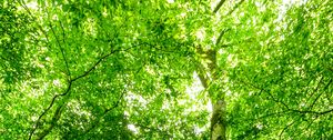 Preview wallpaper forest, trees, stone, rays