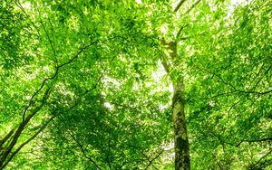 Preview wallpaper forest, trees, stone, rays
