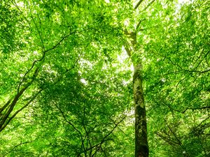 Preview wallpaper forest, trees, stone, rays