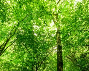 Preview wallpaper forest, trees, stone, rays