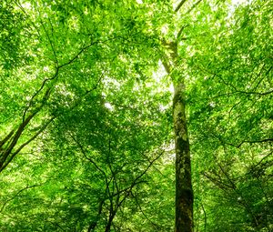 Preview wallpaper forest, trees, stone, rays