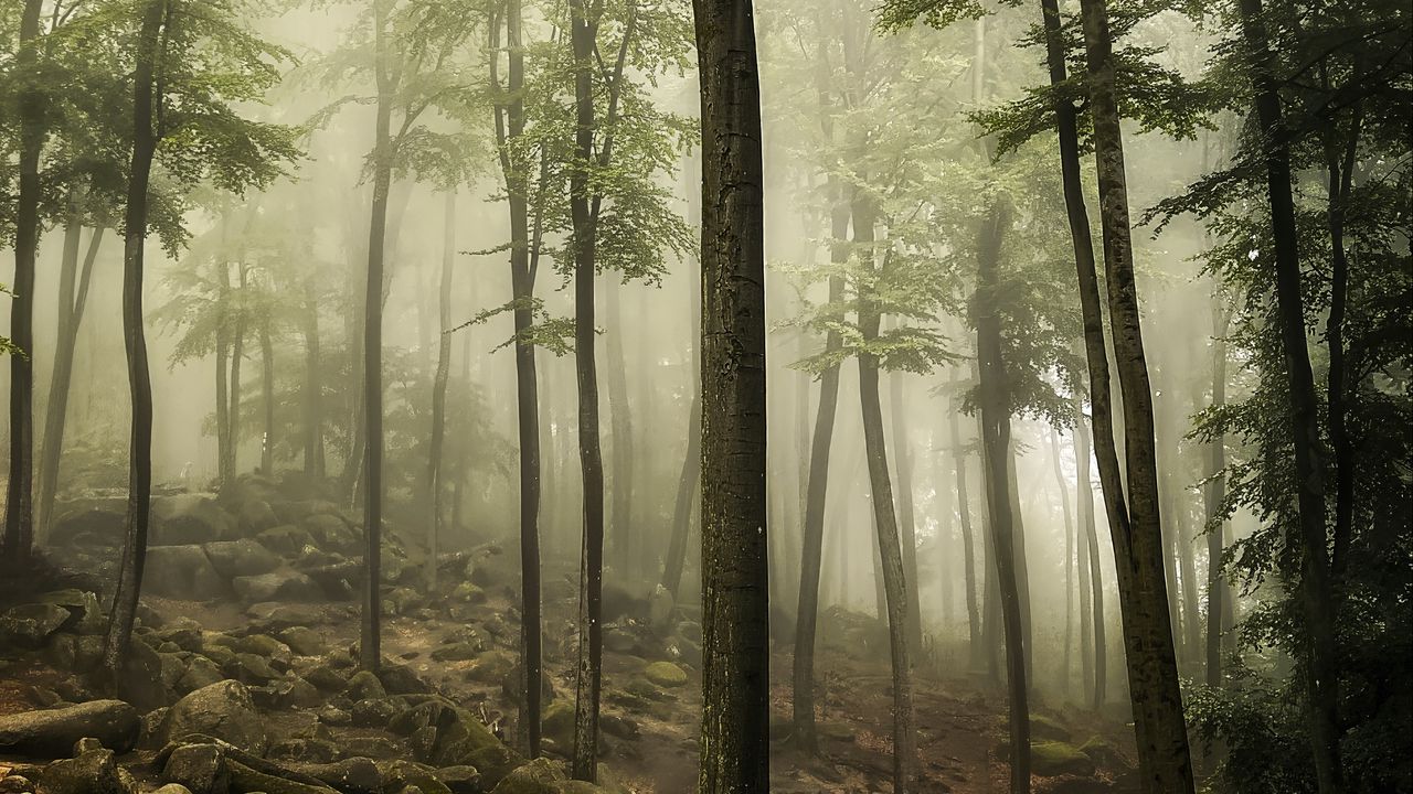 Wallpaper forest, trees, stones, moss, landscape, nature