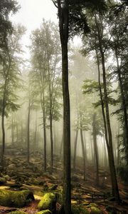 Preview wallpaper forest, trees, stones, moss, landscape, nature