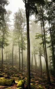 Preview wallpaper forest, trees, stones, moss, landscape, nature