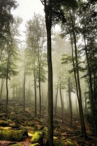 Preview wallpaper forest, trees, stones, moss, landscape, nature