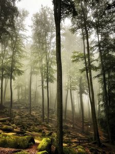 Preview wallpaper forest, trees, stones, moss, landscape, nature