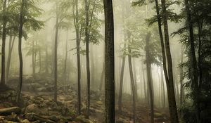 Preview wallpaper forest, trees, stones, moss, landscape, nature