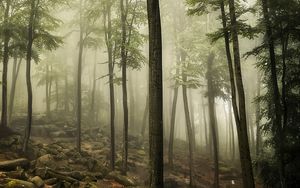 Preview wallpaper forest, trees, stones, moss, landscape, nature