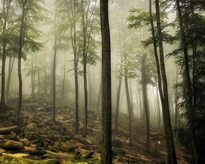 Preview wallpaper forest, trees, stones, moss, landscape, nature