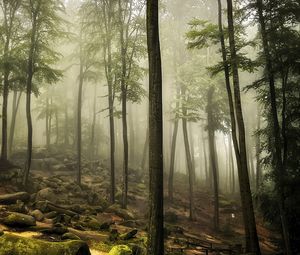 Preview wallpaper forest, trees, stones, moss, landscape, nature