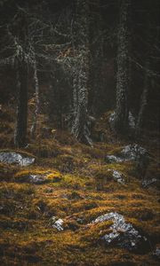 Preview wallpaper forest, trees, stones, moss