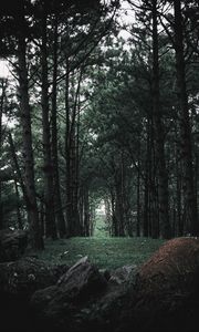 Preview wallpaper forest, trees, stones, pine, coniferous