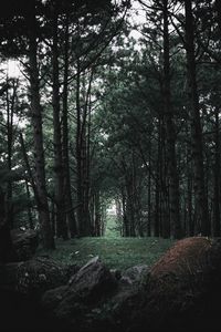 Preview wallpaper forest, trees, stones, pine, coniferous