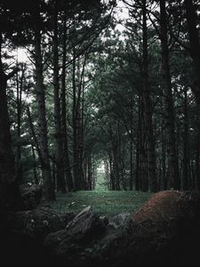 Preview wallpaper forest, trees, stones, pine, coniferous