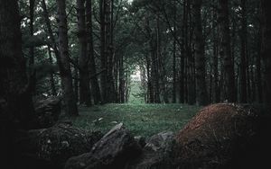 Preview wallpaper forest, trees, stones, pine, coniferous