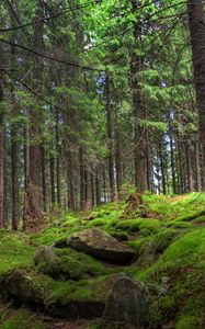 Preview wallpaper forest, trees, stones, moss, pine