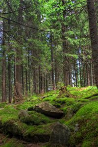 Preview wallpaper forest, trees, stones, moss, pine