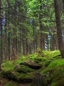 Preview wallpaper forest, trees, stones, moss, pine