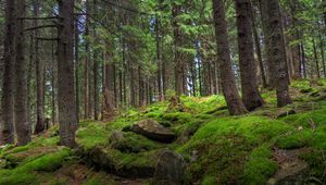 Preview wallpaper forest, trees, stones, moss, pine