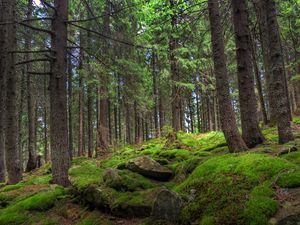 Preview wallpaper forest, trees, stones, moss, pine