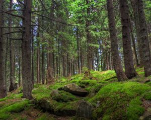 Preview wallpaper forest, trees, stones, moss, pine