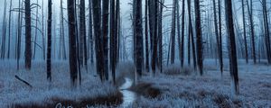 Preview wallpaper forest, trees, stream, hoarfrost