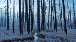 Preview wallpaper forest, trees, stream, hoarfrost