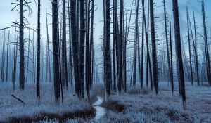 Preview wallpaper forest, trees, stream, hoarfrost