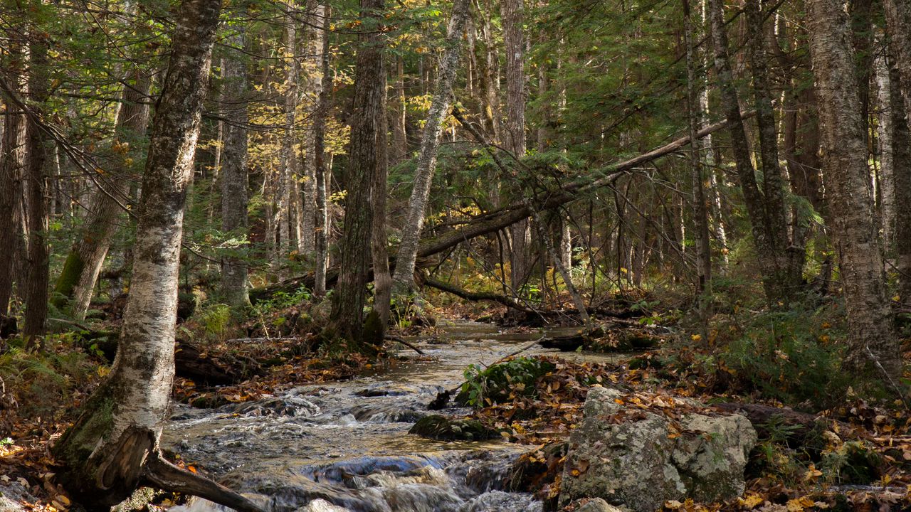 Wallpaper forest, trees, stream, stones, nature