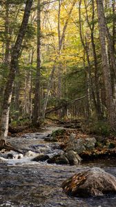 Preview wallpaper forest, trees, stream, stones, nature