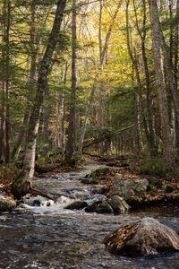 Preview wallpaper forest, trees, stream, stones, nature