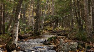 Preview wallpaper forest, trees, stream, stones, nature