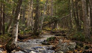 Preview wallpaper forest, trees, stream, stones, nature