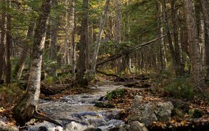 Preview wallpaper forest, trees, stream, stones, nature