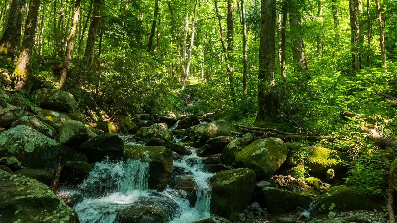 Wallpaper forest, trees, stream, stones, nature, landscape, green