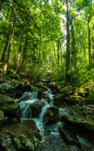 Preview wallpaper forest, trees, stream, stones, nature, landscape, green