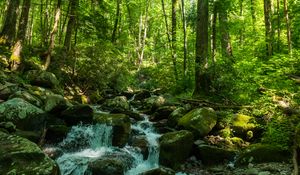 Preview wallpaper forest, trees, stream, stones, nature, landscape, green