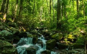 Preview wallpaper forest, trees, stream, stones, nature, landscape, green