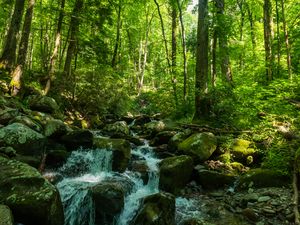 Preview wallpaper forest, trees, stream, stones, nature, landscape, green