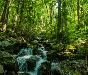 Preview wallpaper forest, trees, stream, stones, nature, landscape, green