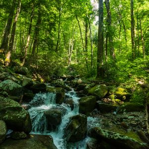 Preview wallpaper forest, trees, stream, stones, nature, landscape, green