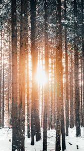 Preview wallpaper forest, trees, sun, snow, winter