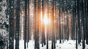 Preview wallpaper forest, trees, sun, snow, winter