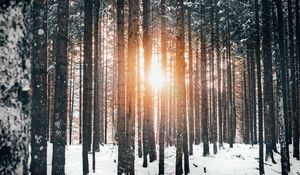 Preview wallpaper forest, trees, sun, snow, winter