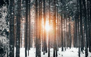 Preview wallpaper forest, trees, sun, snow, winter