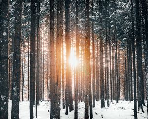 Preview wallpaper forest, trees, sun, snow, winter