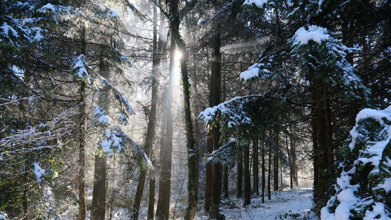 Wallpaper forest, trees, sun, snow, winter, nature